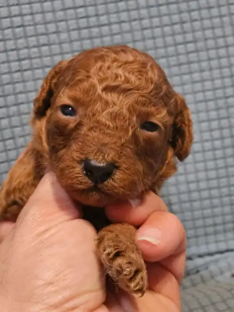 Caniche  Chiot N°2 De L'Angelarde photo 3