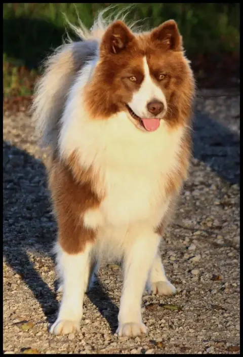 Laika De Iakoutie  Brave Hercule Maho No Tsuki photo 2