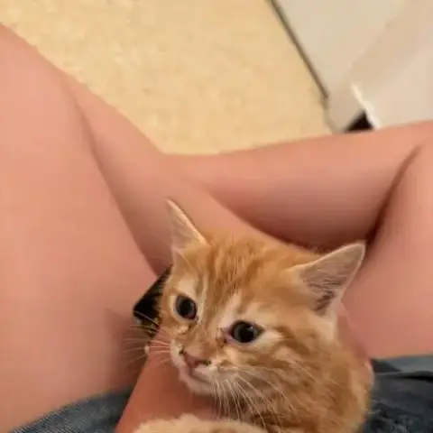 Chat Beauty À La Réservation