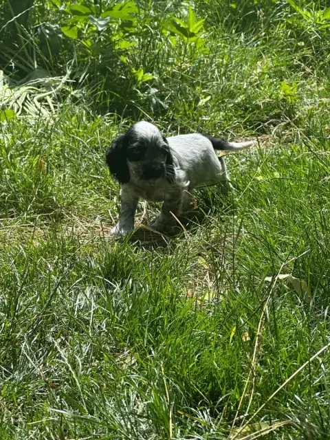 Cocker Spaniel Anglais  Bluebell Du Clos Noentine photo 3