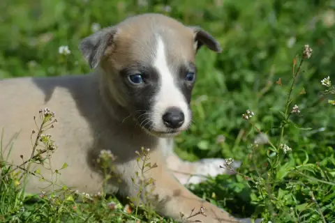 Whippet  Chiot 7 Du Haras Eclair Horside'Whip photo 2