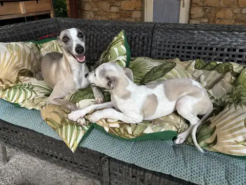 Whippet 
                        Bounty Du Frison Imp ab058 photo 3