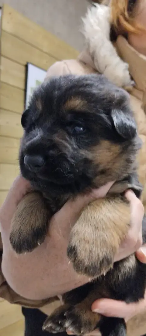 Berger Allemand  Boa Du Fort De Plappeville