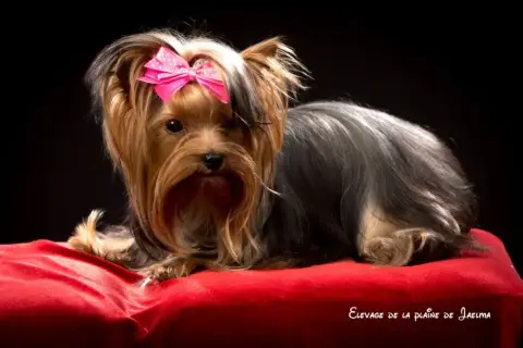 Yorkshire Terrier  Bulle De La Plaine Du Jaelma photo 3
