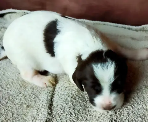 Epagneul Français  Chiot N°5 Des Terres Du Doux Lieu 94e8d
