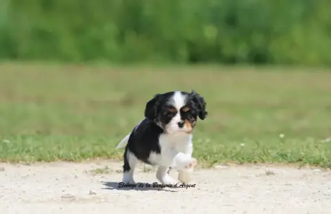 Cavalier King Charles Spaniel  Baloo De La Bergerie D 82340 photo 2