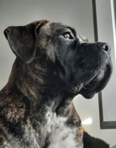 Cane Corso  Baron Vm L'Olympe Des Sentinelles Et Des  9c640 photo 2