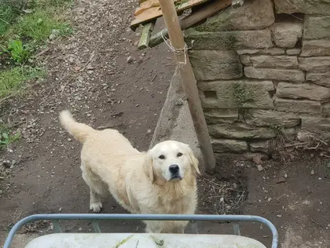 Golden Retriever photo 2