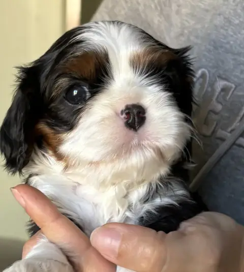 Cavalier King Charles Spaniel  B De Toucy Blue