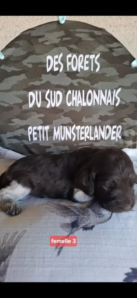 Petit Epagneul De Münster  Chiot N°6 Des Forêts Du Su ec9b2