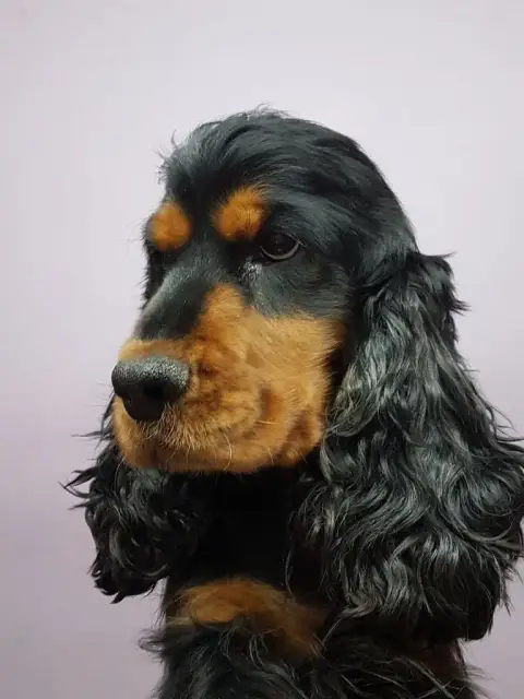 Cocker Spaniel Anglais