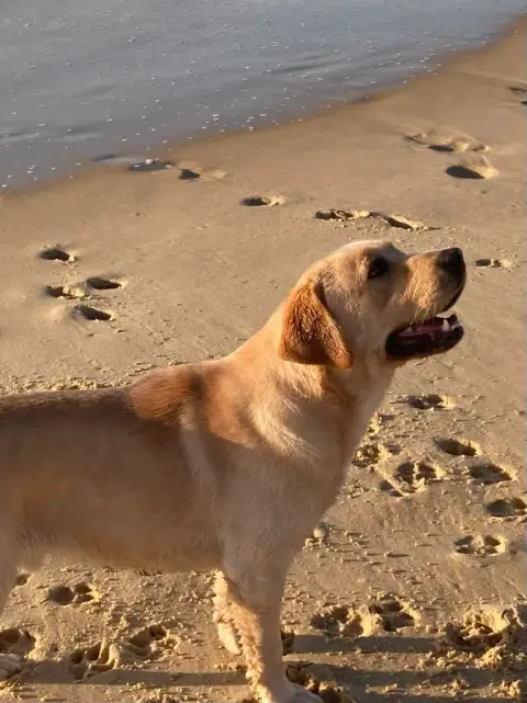 Labrador Retriever  Chiot N°1 De Silver Swann photo 2