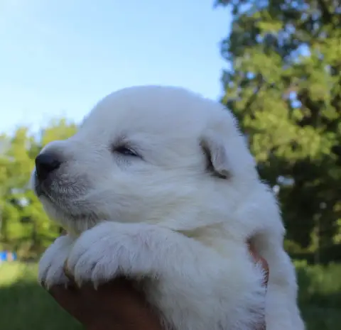 Berger Blanc Suisse  Collier Vert Pomme Legends Of Ma a23ea