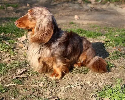 Teckel Poil Long  Chiot N°3 Of Moonlight Blue photo 3