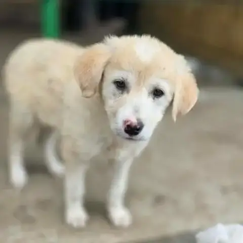 Gina Bebe A Adopter