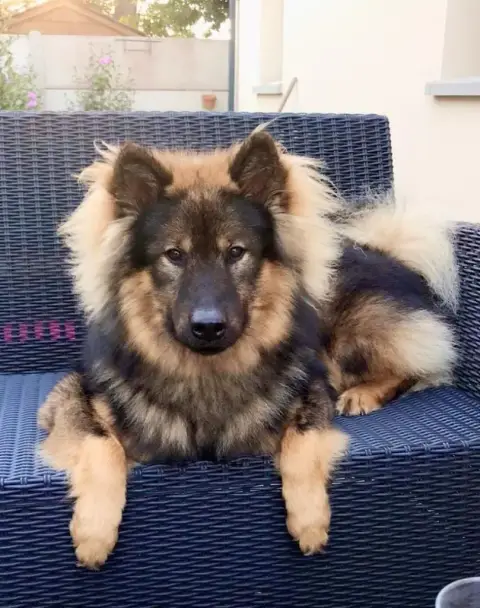 Eurasier  Blacky De La Meute De Nymeria photo 2