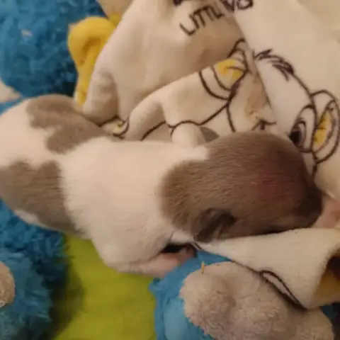 Whippet  Butterfly Hakuna'Matata Kipepeo photo 2