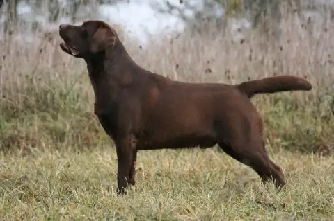 Labrador Retriever  Chiot 7 Du Domaine Des Egeasseaux d0a89 photo 2