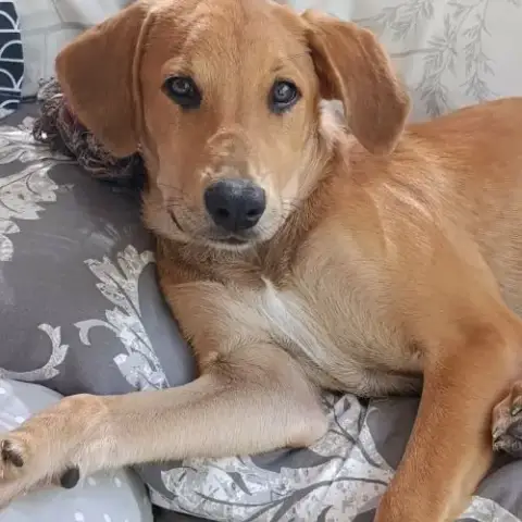 Loki, Un Toutou Adorable
