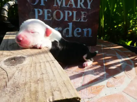 Bobtail  Chiot 5 Of Mary People photo 3