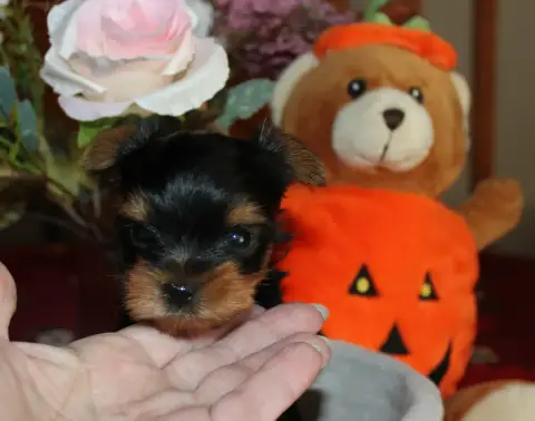 Yorkshire Terrier  Chiot N°3 De La Voie Des Péniches 78996 photo 2