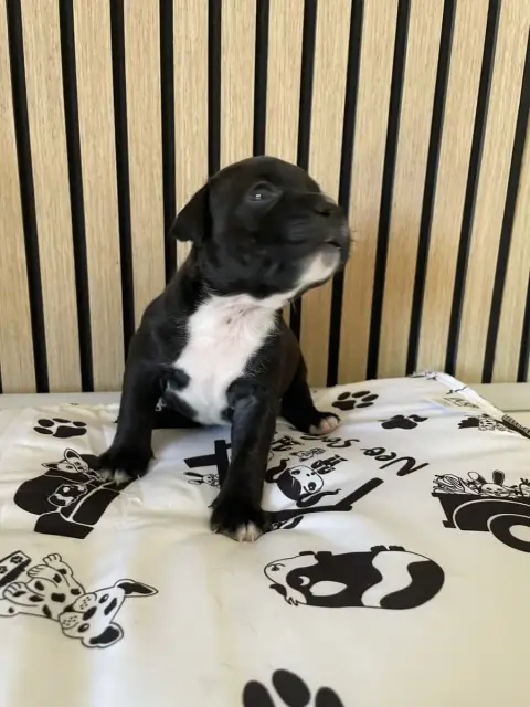 Staffordshire Bull Terrier  Chiot N°5 Of The Bubble S d90d0