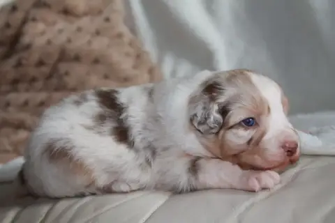 Berger Australien  Chiot N°2 Du Rêve Des Joyaux