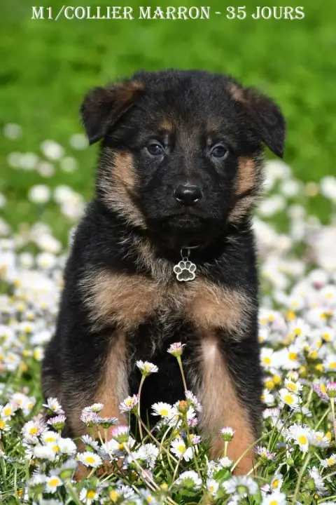 Berger Allemand  M1 - photo 3