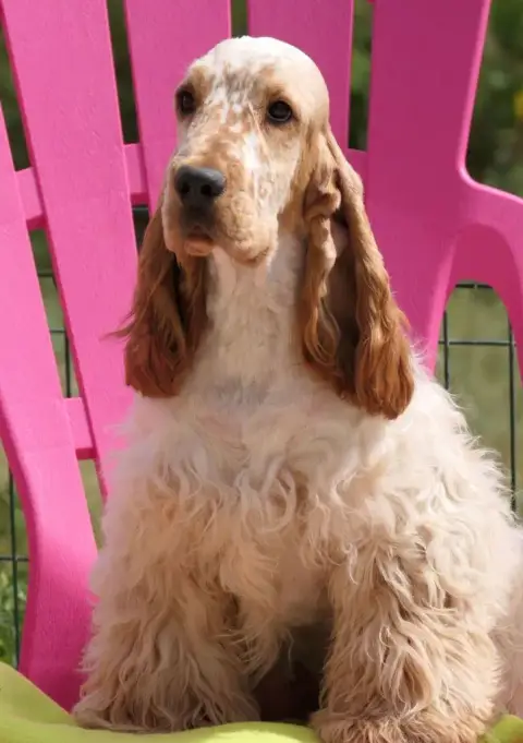 Cocker Spaniel Anglais photo 2