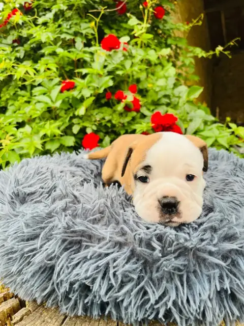 Bulldog Continental  Chiot 3 De La Truffe D’Acier
