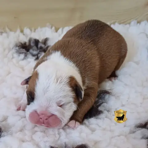 Bulldog Anglais  Boris ( Nom Provisoire) Des Terres D 616f4