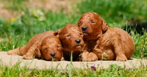 Caniche  Chiot Nain Male Fauve Fabien De Jye