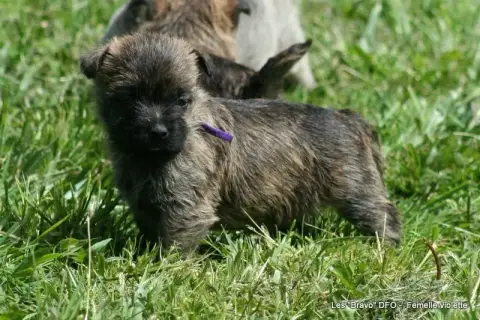 Cairn Terrier  Femelle Violette Des Fauves D'Orient bcfdd