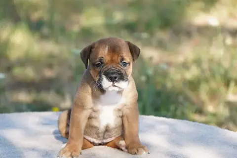 Bulldog Continental 
                        Chiot N° b54e2