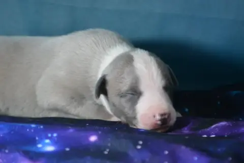 Whippet  Billy Du Coquelicot Bleu photo 3