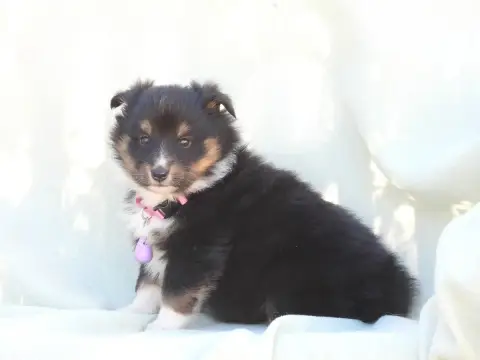 Shetland Sheepdog  Chiot N°4 Du Sapin Vert photo 3