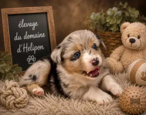 Berger Américain Miniature