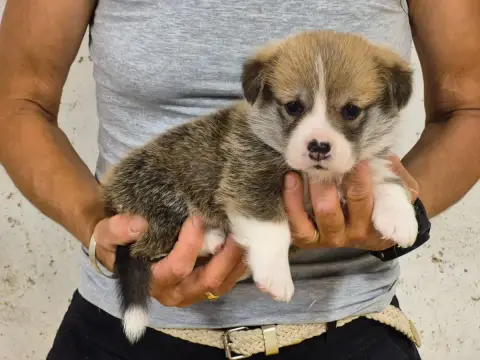 Welsh Corgi Pembroke  B... De Paline