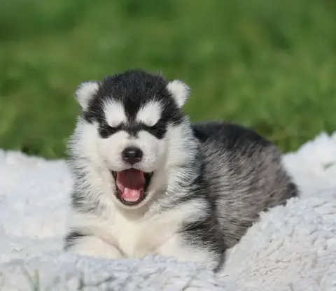 Siberian Husky  Black Ball De Daybreak Northern photo 2