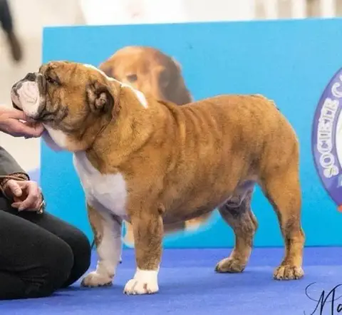 Bulldog Anglais  Baloo Des Bulls Of Seven Valleys photo 2