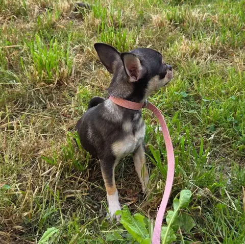 Chihuahua  Chiot N°2 D'Oclair Des Loups photo 3