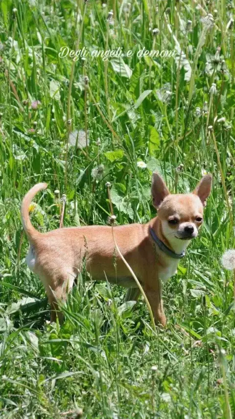 Chihuahua  Barbie Girl Degli Angeli E Demoni photo 2
