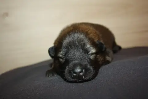 Eurasier  Collier Violet Des Oursons De La Fee photo 2