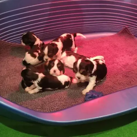Chiots Cavalier King Charles