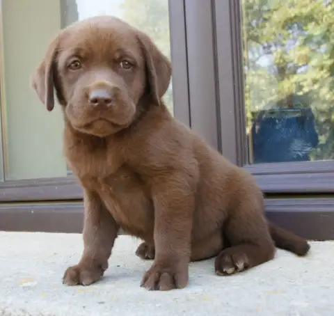 Labrador Retriever  Mc4 Des Assards De Pierregourde a0e23 photo 3