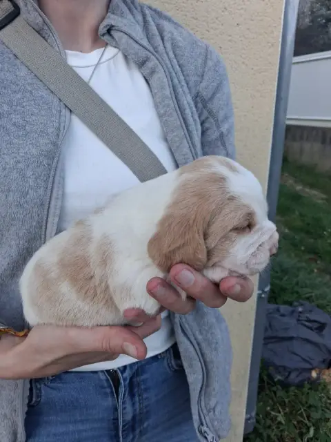 Beagle  Chiot N°5 Des Meneurs D'Ariege photo 2