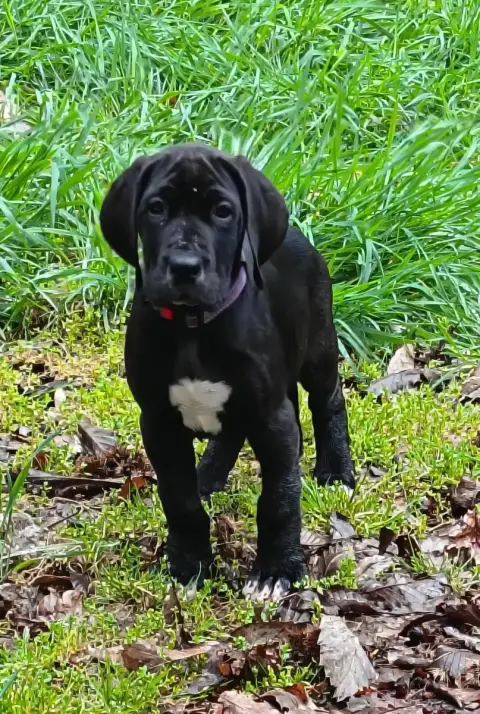 Dogue Allemand  Akira Des Terres Du Grazo