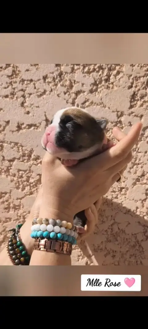 Bulldog Continental  Mlle Rose Du Val Dore D'Ourea photo 2