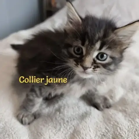 Chatons Maine Coon Loof Lignée Shaded