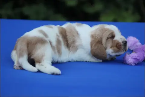 Basset Hound  Chiot 4 De La Flamme Sacrée D'Hestia photo 2